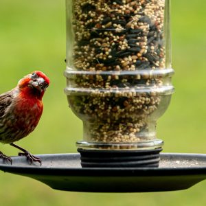 Easy-Fill Wild Bird feeders