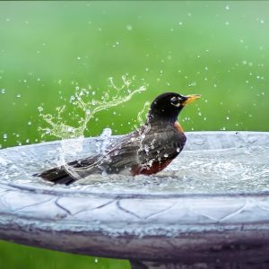 Decorative Birdbaths for Patios and Yards