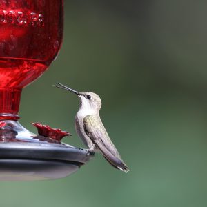 Garden Hummingbird Feeders